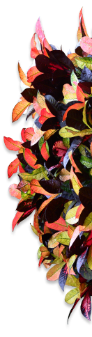 flower fon